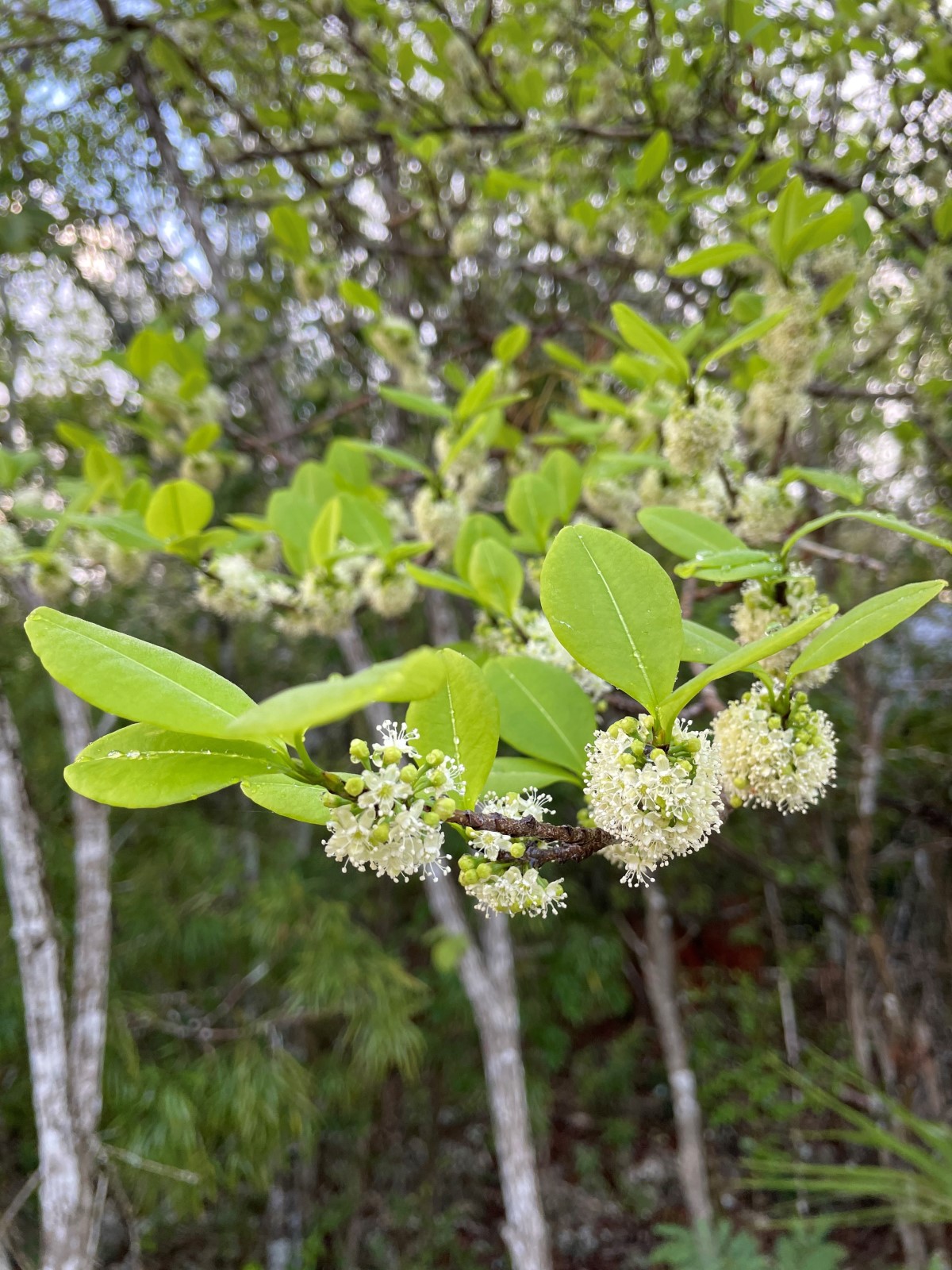 Image of a Smokewood plant as part of the national tree planting (NTP) initiative led by the Cayman Islands Government under the Ministry of sustainability climate resiliency and wellness (MSCRW)